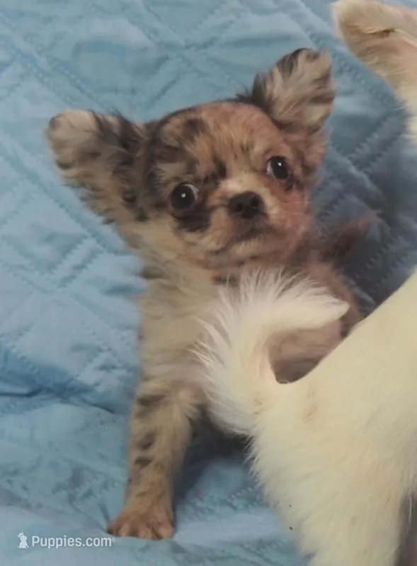 YANG – Chihuahua puppy for sale in Goodyear, AZ