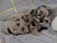 YANG, a male Chihuahua for sale in Goodyear, AZ – Photo 2 of 6