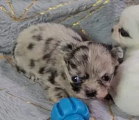 YANG, a male Chihuahua for sale in Goodyear, AZ – Photo 1 of 6