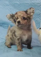 YANG, a male Chihuahua for sale in Goodyear, AZ – Photo 4 of 6