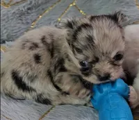 YANG, a male Chihuahua for sale in Goodyear, AZ – Photo 5 of 6