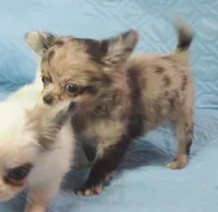 YANG, a male Chihuahua for sale in Goodyear, AZ – Photo 2 of 6