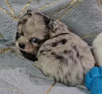 YANG, a male Chihuahua for sale in Goodyear, AZ – Photo 6 of 6