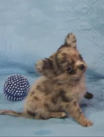 YANG, a male Chihuahua for sale in Goodyear, AZ – Photo 5 of 6