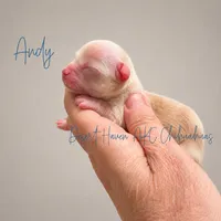 Andy - AKC *hidden merle, a male Chihuahua for sale in Goodyear, AZ – 4 of 8