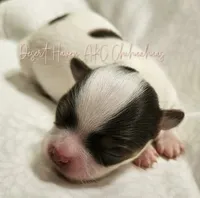 Godiva - CH Sired AKC LC , a female Chihuahua for sale in Goodyear, AZ – 2 of 6