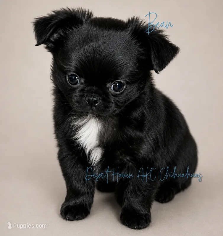 Bean - AKC LC Black – Chihuahua puppy for sale in Goodyear, AZ