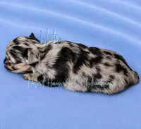 Nitro - AKC Merle, a male Chihuahua for sale in Goodyear, AZ – 8 of 10