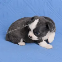 Trout - CH Sired AKC Blue, a male Chihuahua for sale in Goodyear, AZ – 2 of 5