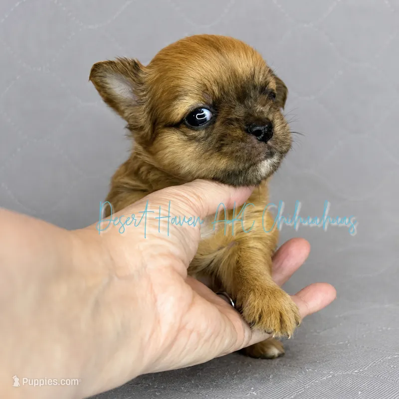Milo - AKC  – Chihuahua puppy for sale in Goodyear, AZ
