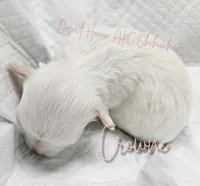 Crowne - AKC CH Sire & Dam, a female Chihuahua for sale in Goodyear, AZ – 5 of 8