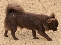 Boomer, a male Chihuahua for sale in Goodyear, AZ – 1 of 3