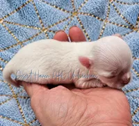Cotton • Tiny • White • AKC, a male Chihuahua for sale in Goodyear, AZ – 2 of 5