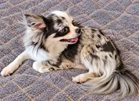 Biggs - AKC Proven Freewhelper, a female Chihuahua for sale in Goodyear, AZ – 4 of 5