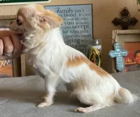 Katie Fawn and White LC MINI ♀️, a female Chihuahua for sale in Goodyear, AZ – 5 of 5