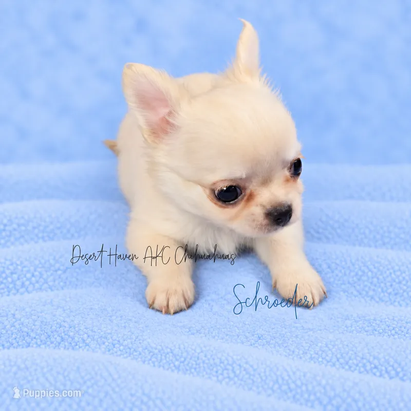 Schroeder - CH SIRED AKC – Chihuahua puppy for sale in Goodyear, AZ
