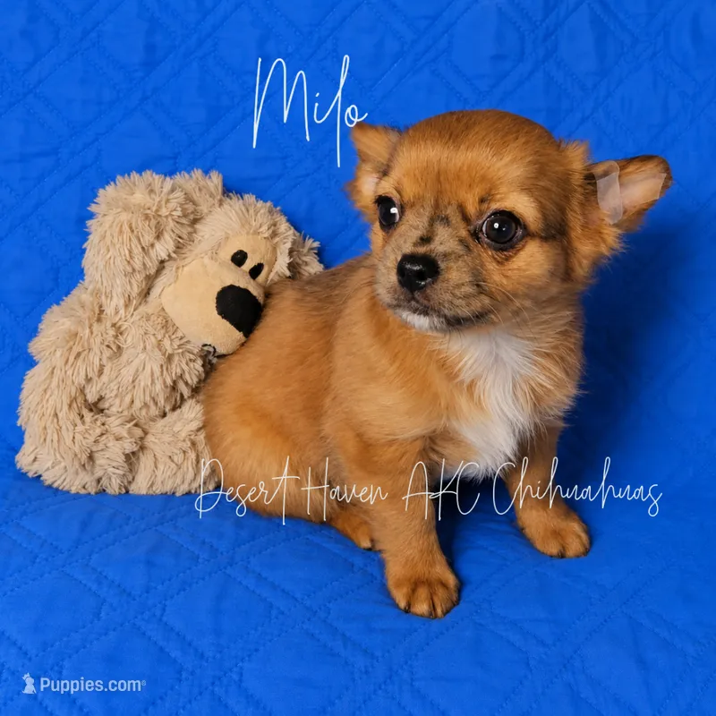 Milo - AKC  – Chihuahua puppy for sale in Goodyear, AZ