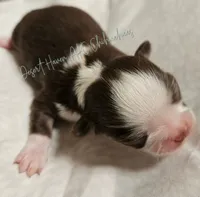 Hershey - CH Sired AKC Chocolate tri LC, a male Chihuahua for sale in Goodyear, AZ – 3 of 7