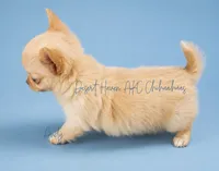 Andy - AKC *hidden merle, a male Chihuahua for sale in Goodyear, AZ – 2 of 7