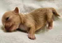 Ana - AKC - , a female Chihuahua for sale in Goodyear, AZ – 4 of 9
