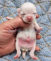 Cotton • Tiny • White • AKC, a male Chihuahua for sale in Goodyear, AZ – 1 of 5