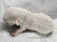 Crowne - AKC CH Sire & Dam, a female Chihuahua for sale in Goodyear, AZ – 4 of 8