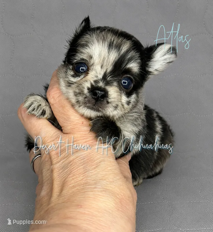 Atlas - AKC Flashy Merle – Chihuahua puppy for sale in Goodyear, AZ