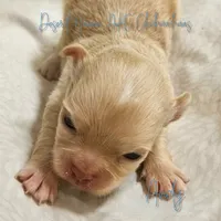 Andy - AKC *hidden merle, a male Chihuahua for sale in Goodyear, AZ – 2 of 8
