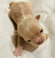 Ana - AKC - , a female Chihuahua for sale in Goodyear, AZ – 2 of 9