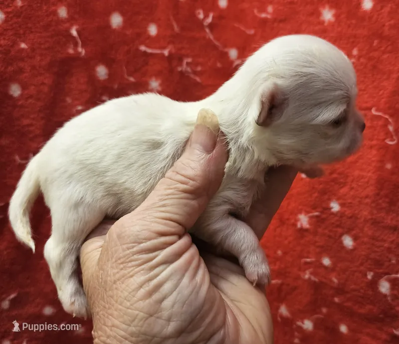 White Cream Long Coat male  – Chihuahua puppy for sale in Goodyear, AZ
