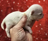 White Cream Long Coat male , a male Chihuahua for sale in Goodyear, AZ – 1 of 5