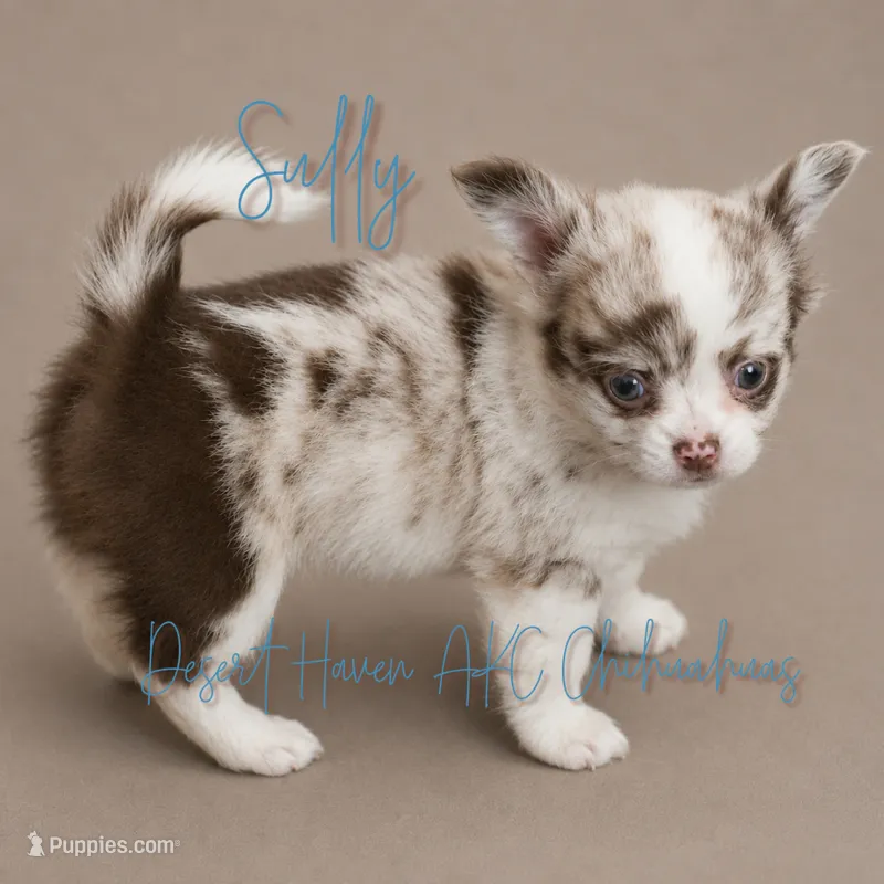 Sully - AKC Flashy – Chihuahua puppy for sale in Goodyear, AZ