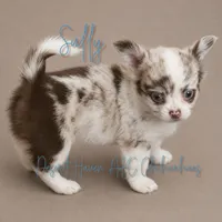 Sully - AKC Flashy, a male Chihuahua for sale in Goodyear, AZ – 1 of 8