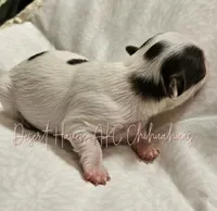 Godiva - CH Sired AKC LC , a female Chihuahua for sale in Goodyear, AZ – 3 of 6