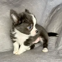 CH SIRED AKC LC Blue Trout, a male Chihuahua for sale in Goodyear, AZ – 4 of 4
