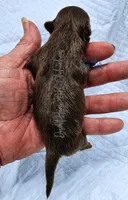 TINY PORTER - AKC FULL, a male Chihuahua for sale in Goodyear, AZ – 3 of 6