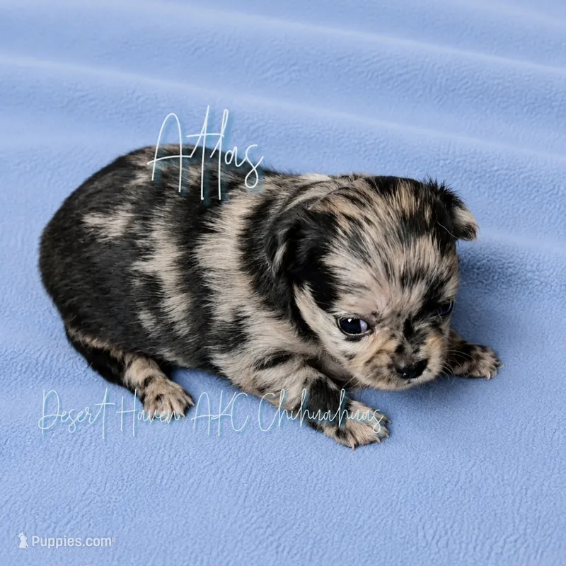 Atlas - AKC Flashy Merle – Chihuahua puppy for sale in Goodyear, AZ