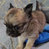 MICRO TINY Masked Sable LC ♂️, a male Chihuahua for sale in Goodyear, AZ – Photo 3 of 6