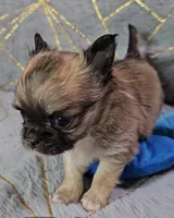MICRO TINY Masked Sable LC ♂️, a male Chihuahua for sale in Goodyear, AZ – Photo 3 of 6