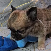 MICRO TINY Masked Sable LC ♂️, a male Chihuahua for sale in Goodyear, AZ – Photo 5 of 6