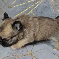 MICRO TINY Masked Sable LC ♂️, a male Chihuahua for sale in Goodyear, AZ – Photo 4 of 6