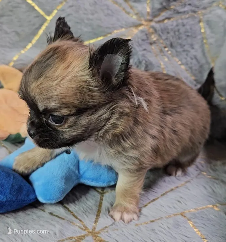 MICRO TINY Masked Sable LC ♂️