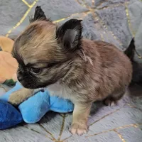 MICRO TINY Masked Sable LC ♂️, a male Chihuahua for sale in Goodyear, AZ – Photo 1 of 6