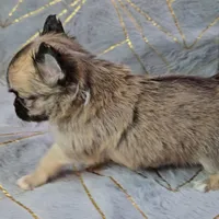 MICRO TINY Masked Sable LC ♂️, a male Chihuahua for sale in Goodyear, AZ – Photo 6 of 6