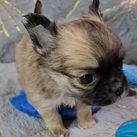 MICRO TINY Masked Sable LC ♂️, a male Chihuahua for sale in Goodyear, AZ – Photo 2 of 6