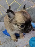 MICRO TINY Masked Sable LC ♂️, a male Chihuahua for sale in Goodyear, AZ – Photo 2 of 6