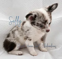 Sully -  Full AKC, a male Chihuahua for sale in Goodyear, AZ – 2 of 8