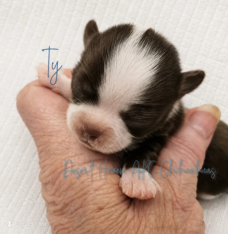 Ty - AKC CH Sired - 4# – Chihuahua puppy for sale in Goodyear, AZ