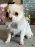 Katie Fawn and White LC MINI ♀️, a female Chihuahua for sale in Goodyear, AZ – 3 of 5