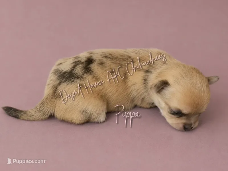 Pippa - AKC F Red Merle – Chihuahua puppy for sale in Goodyear, AZ